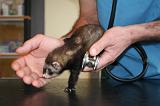 VETERINAIRE NAC 073